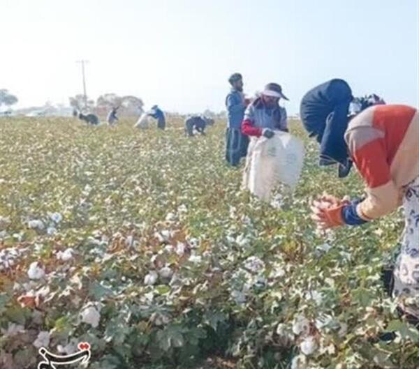 عکس زمین پنبه