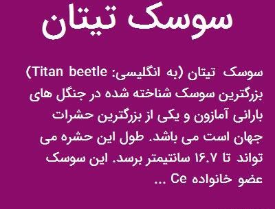عکس سوسک تیتان