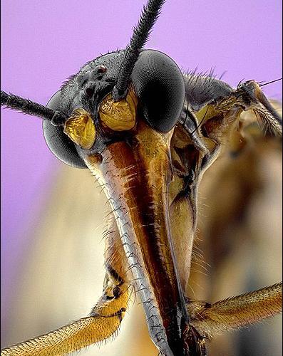عکس نزدیک از صورت