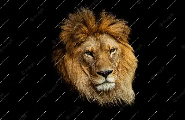 عکس نزدیک از صورت