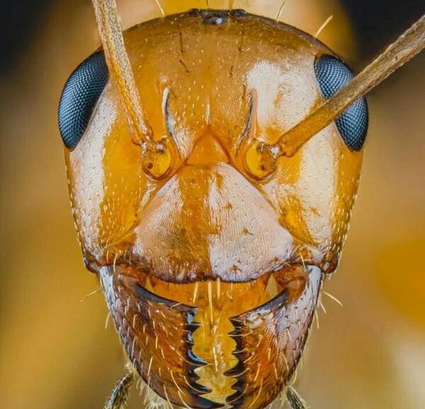 عکس نزدیک از صورت