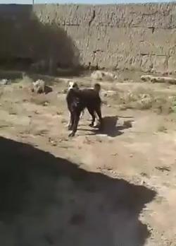 عکس سگ وحشی ایرانی