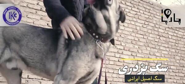 عکس سگ وحشی ایرانی