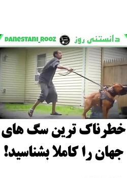 عکس سگ جیبی وحشی