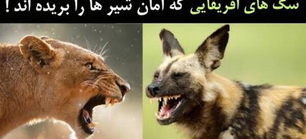 عکس حیوان سگ وحشی