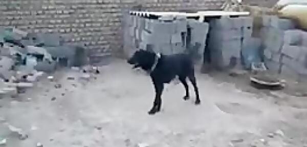 عکس سگ وحشی آدم خوار