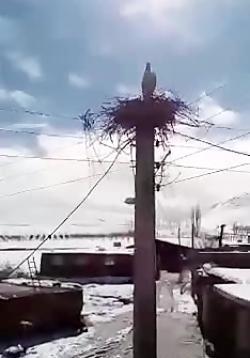 عکس سگ وحشی پلیسی