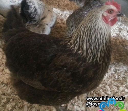عکس مرغ سلیمانی