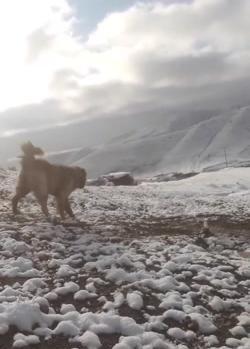 عکس سگ قفقازی وحشی