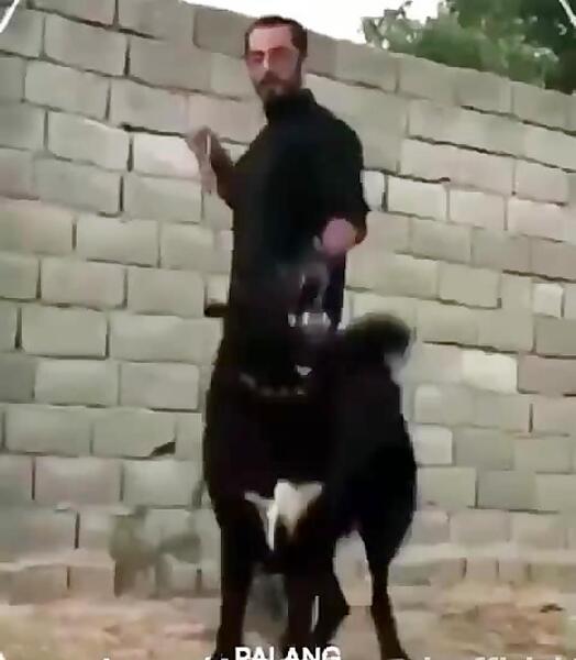 عکس سگ سیاه وحشی سرابی
