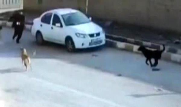 عکس سگ وحشی وحشی وحشی وحشی