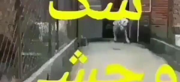 عکس سگهای وحشی ایرانی