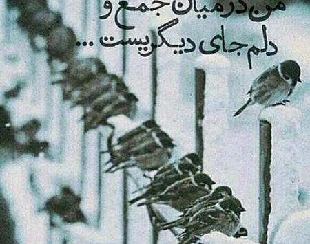 عکس عاشقانه خاص گل