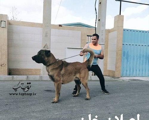 عکس سگ های وحشی ترسناک