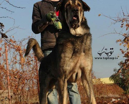 عکس سگ وحشی گله