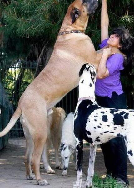عکس سگ وحشی گله