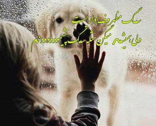 عکس نوشته سگ وحشی