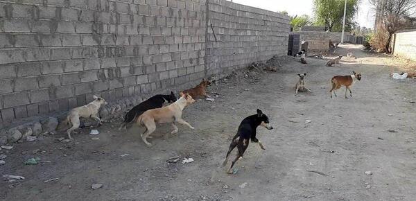 عکس سگ وحشی پسر