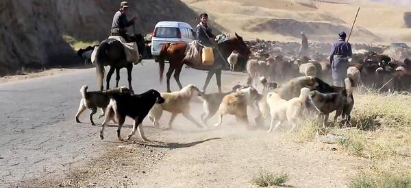 عکس سگ چوپان وحشی