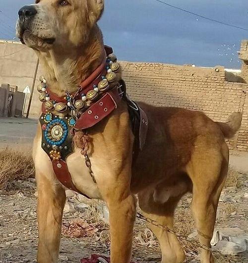 عکس سگ وحشی خفن