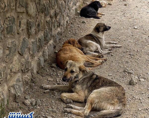 عکس سگ وحشی زشت