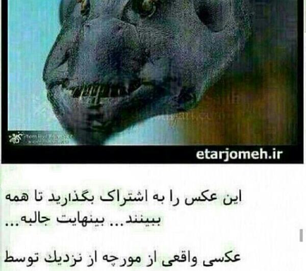 عکس های مورچه از نزدیک