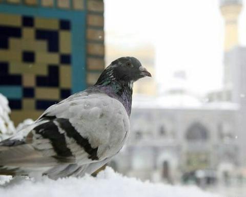 عکس زمستان گرم