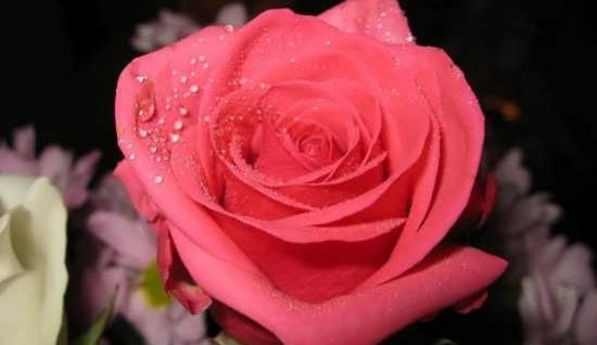عکس نوشته زیبا روی گل