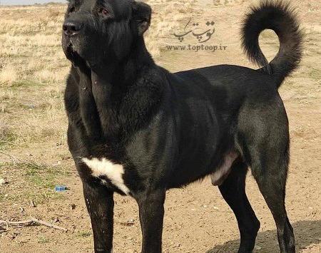 عکس سگ های نگهبان بزرگ