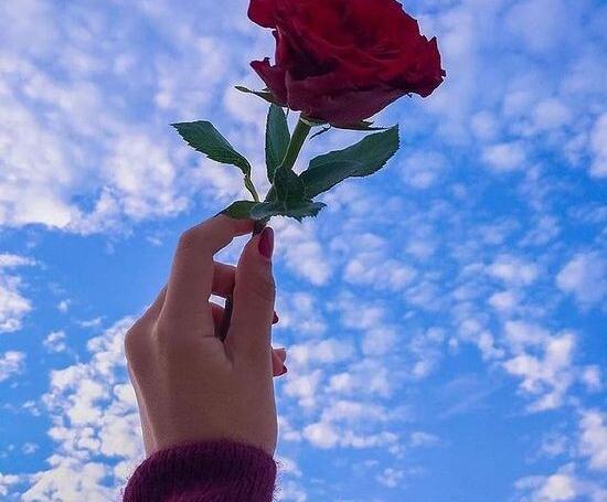 عکس فیک گل تو ماشین
