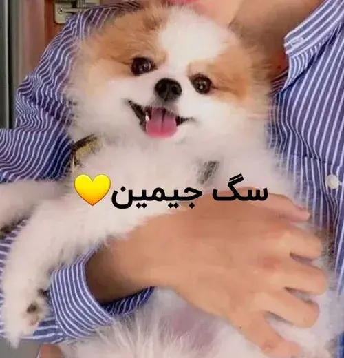 عکس سگ های گروه بی تی اس