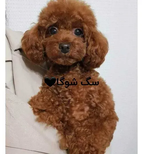 عکس سگ های گروه بی تی اس
