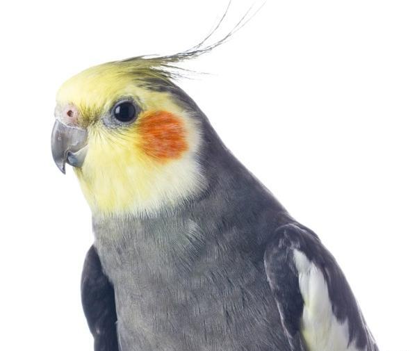 عکس چشم عروس هلندی