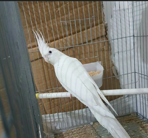 عکس چشم عروس هلندی