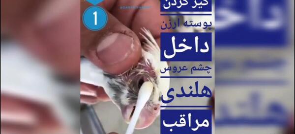عکس چشم عروس هلندی