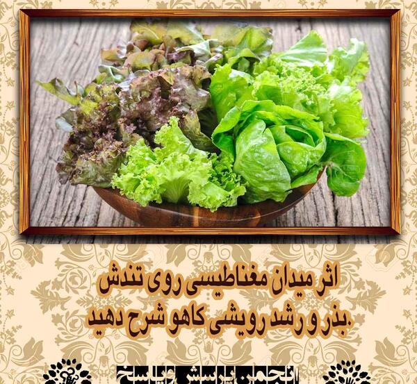 عکس در ذرت