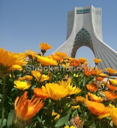 عکس گل آزادی