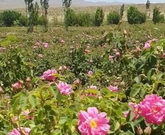 عکس طبیعت لاله زار کرمان