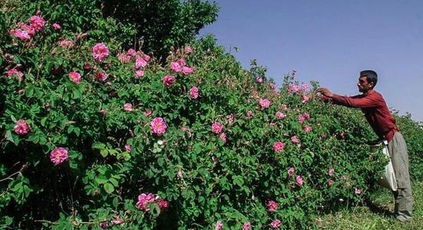 عکس طبیعت لاله زار کرمان