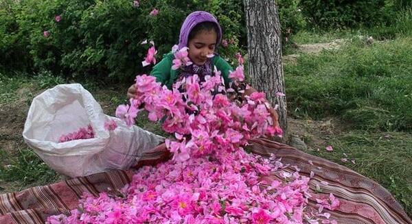 عکس طبیعت لاله زار کرمان