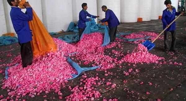 عکس طبیعت لاله زار کرمان