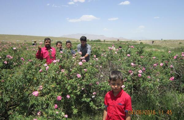 عکس طبیعت لاله زار کرمان