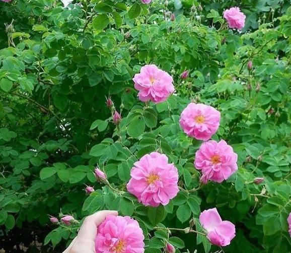 عکس طبیعت لاله زار کرمان