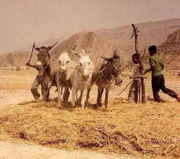 عکس خرمن جو