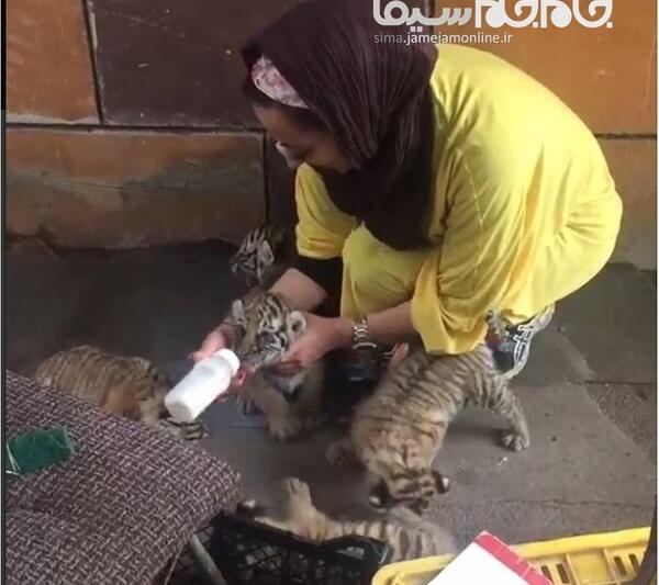 عکس ببر نفیسه روشن