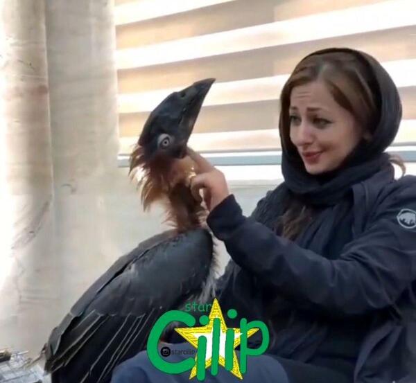 عکس ببر نفیسه روشن