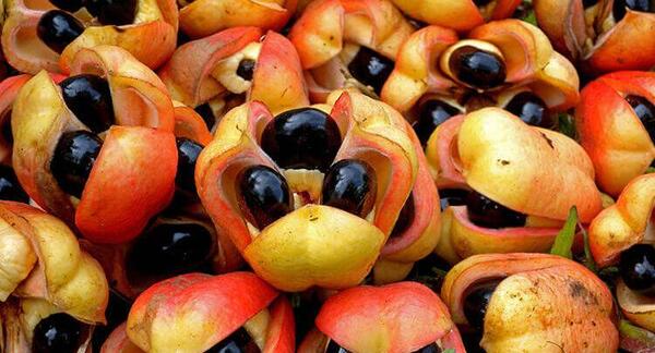 عکس غذاهای ترسناک