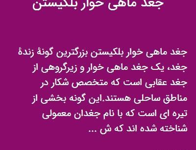 عکس جغد ماهی خوار