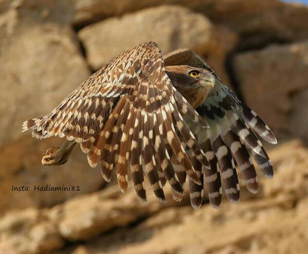 عکس جغد ماهی خوار