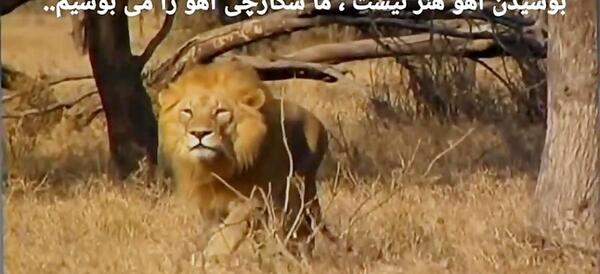 عکس ببر مازندرانی